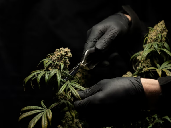 5 Best Delta 8 Brands In 2023