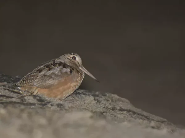 5 spring birds to watch for in Pittsburgh, and where to find them