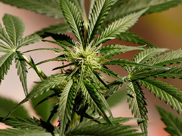 Best Delta 8 Flower in 2023: Review of the Strongest THC Strains and Cheap Hemp Buds