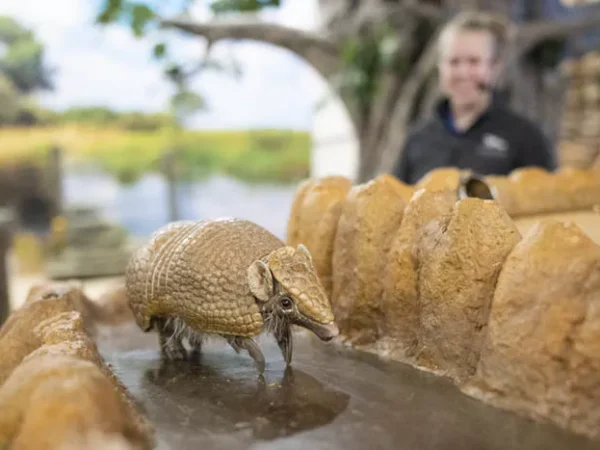 Meet cool raptors and cute creatures at National Aviary’s Habitat Heroes live show