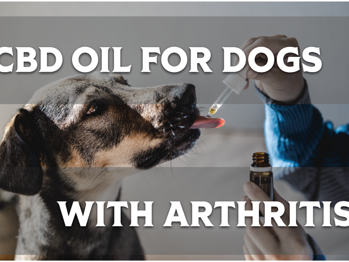 Relieving Arthritis Pain in Dogs with CBD Oil: Expert Advice