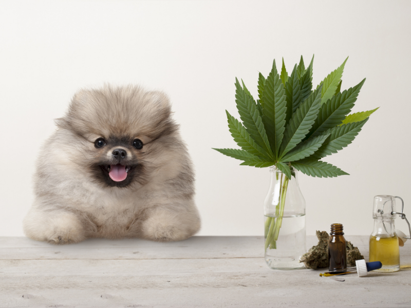 420 Sale: A Guide to Saving on CBD Oil for Dogs In 2023