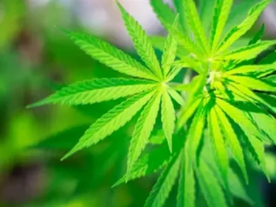 Herbal Care Rx Provides Options for Those Struggling With Anxiety