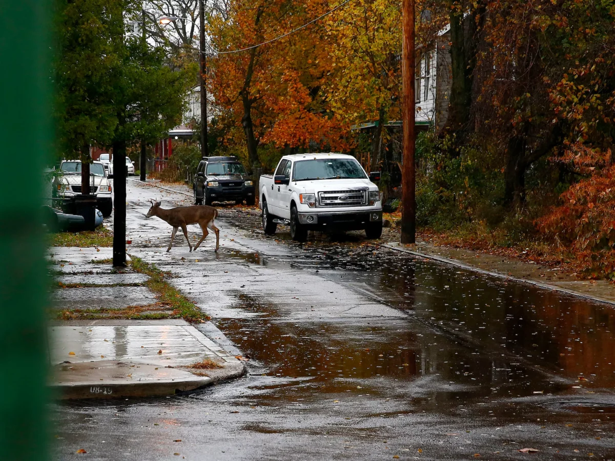 Pittsburgh’s deer are crossing a line. Or, may have already.