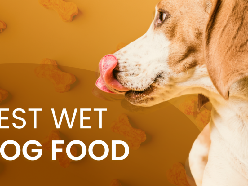Best Wet Dog Food for Your Pet