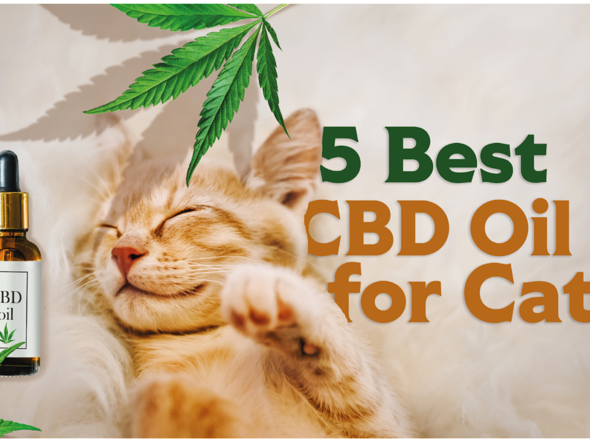 5 Best CBD Oil for Cats in 2024