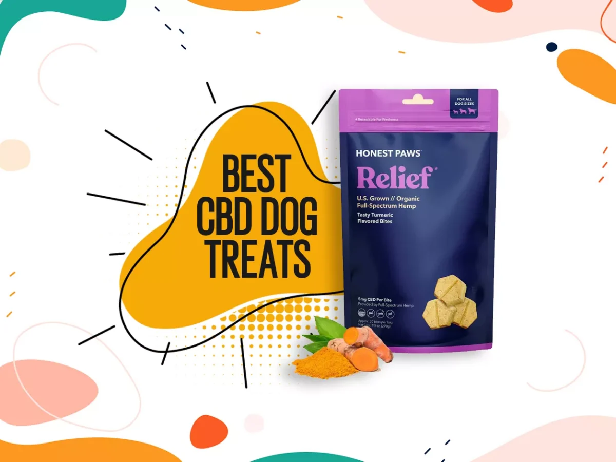 Best Organic CBD Treats For Dogs: Options For Pain & Anxiety