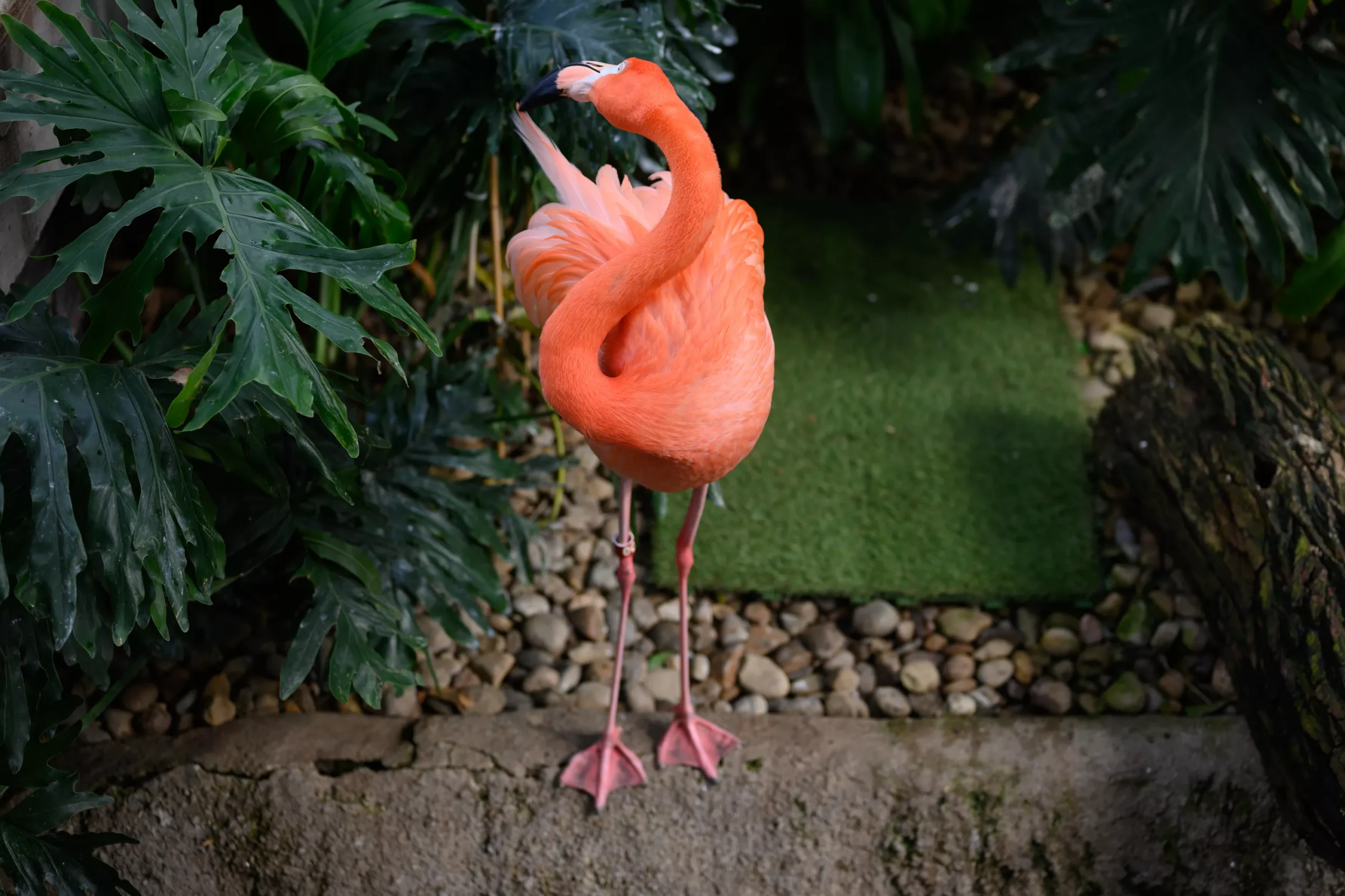 2-25-cp-flamingo-01.webp