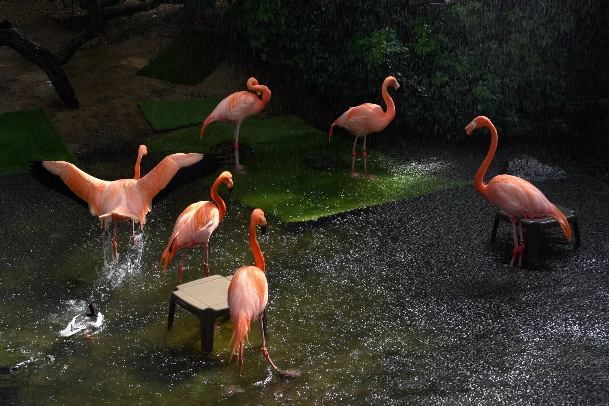 2-25-cp-flamingo-05.webp