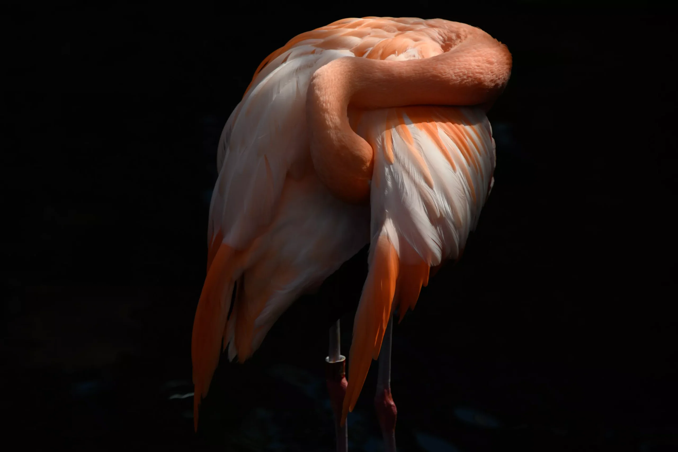 2-25-cp-flamingo-07.webp