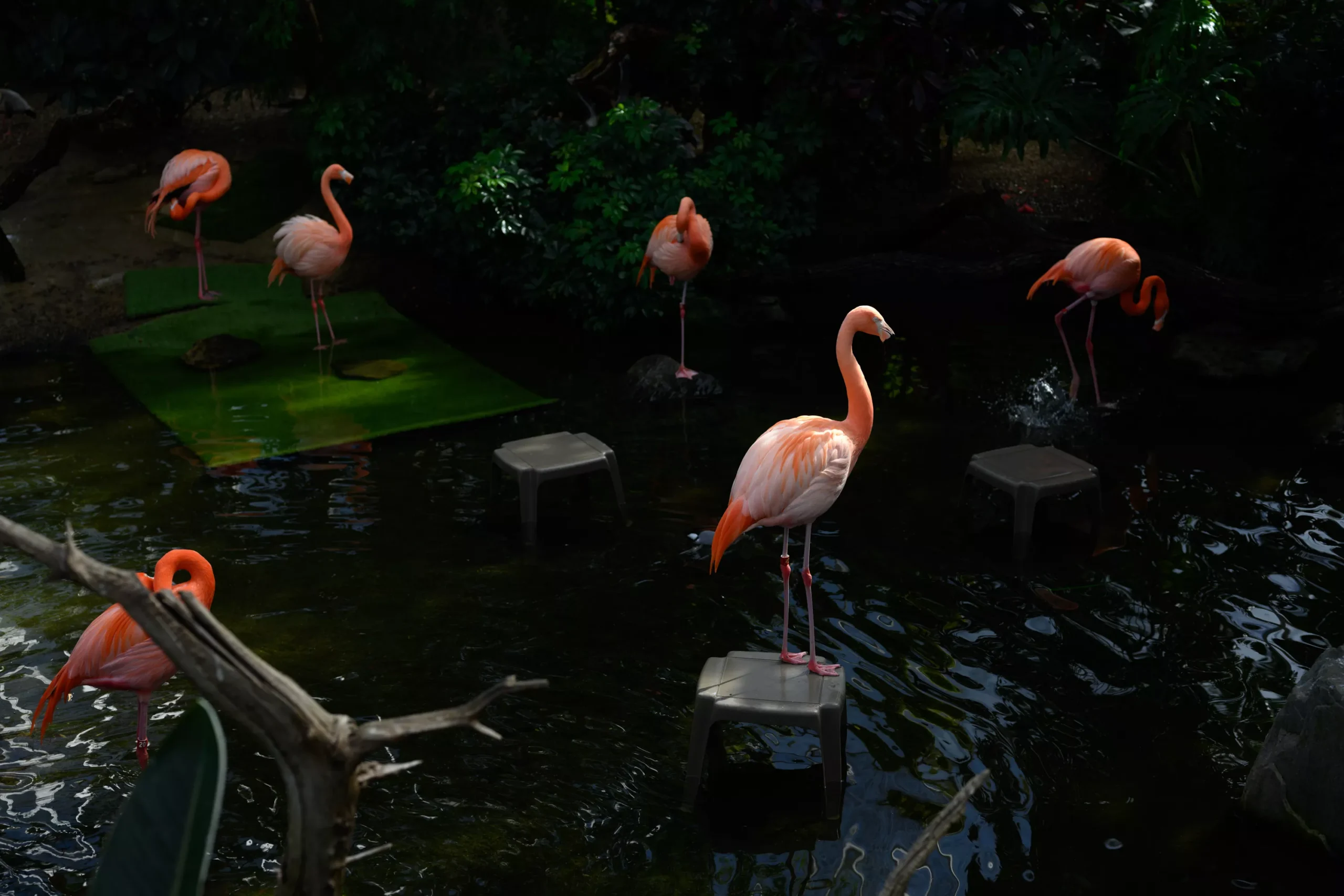 2-25-cp-flamingo-10.webp