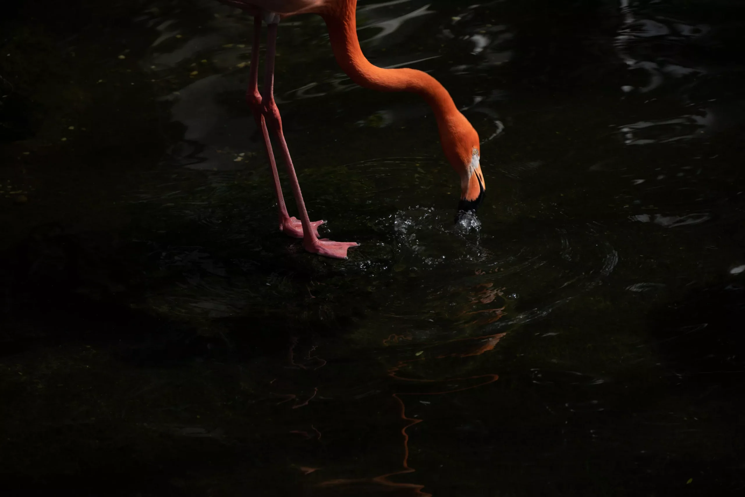 2-25-cp-flamingo-12.webp