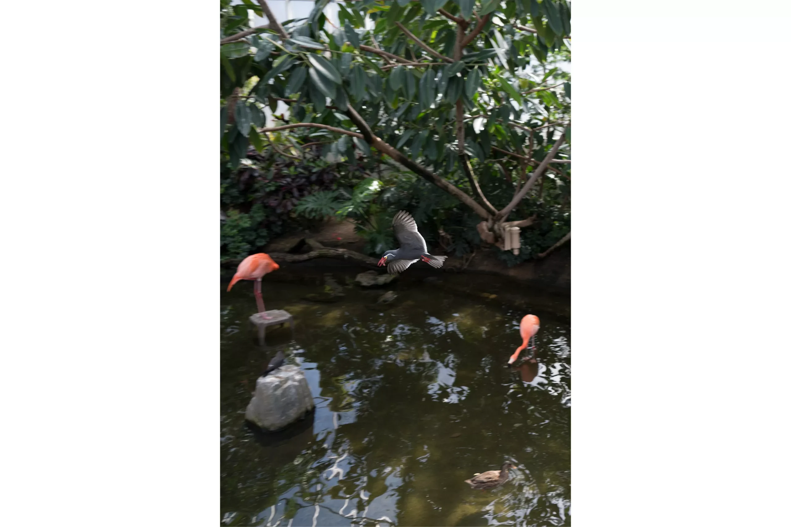 2-25-cp-flamingo-14.webp