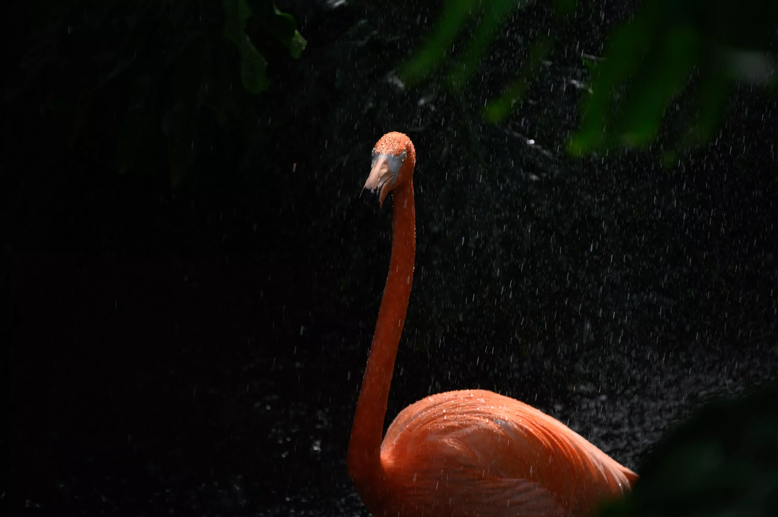 2-25-cp-flamingo-23.webp