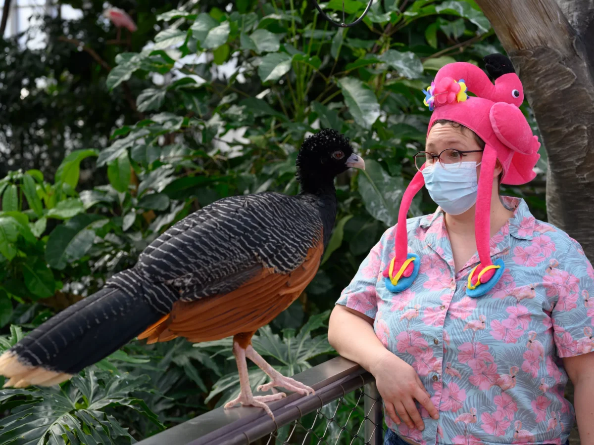 Flamingo Fest at the National Aviary