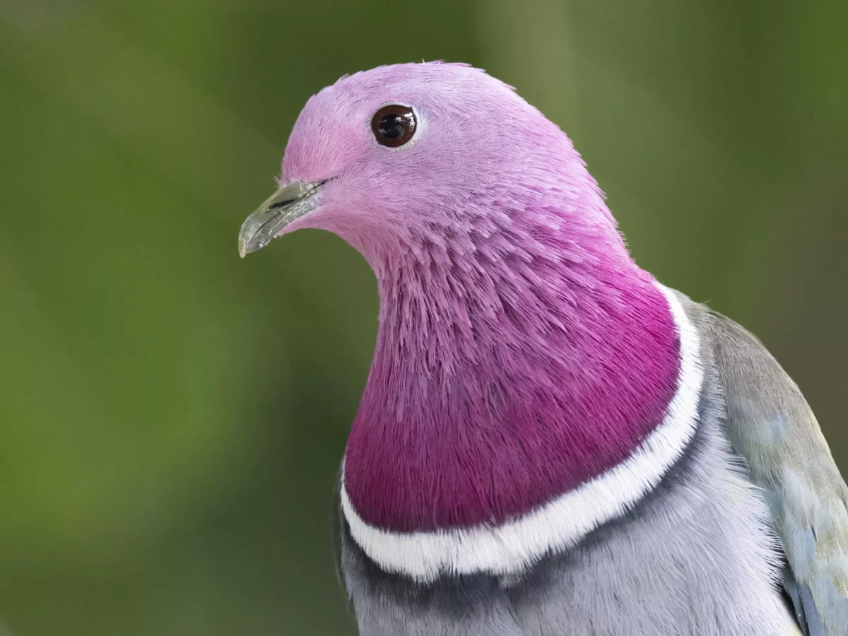 An ode to Pittsburgh’s pigeons, some of whom you might not know are pigeons