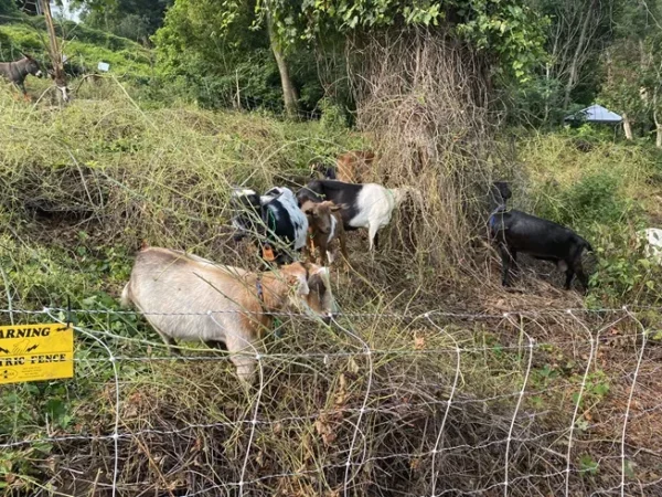 Goat Fest proves goats are the GOAT for landscaping in Pittsburgh