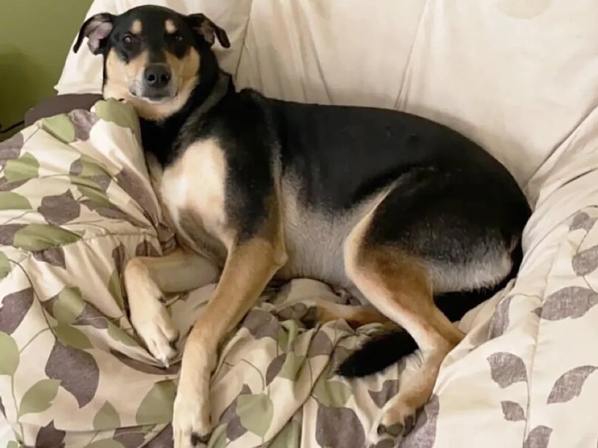 The furry helpers behind the scenes — City Paper’s staff pets