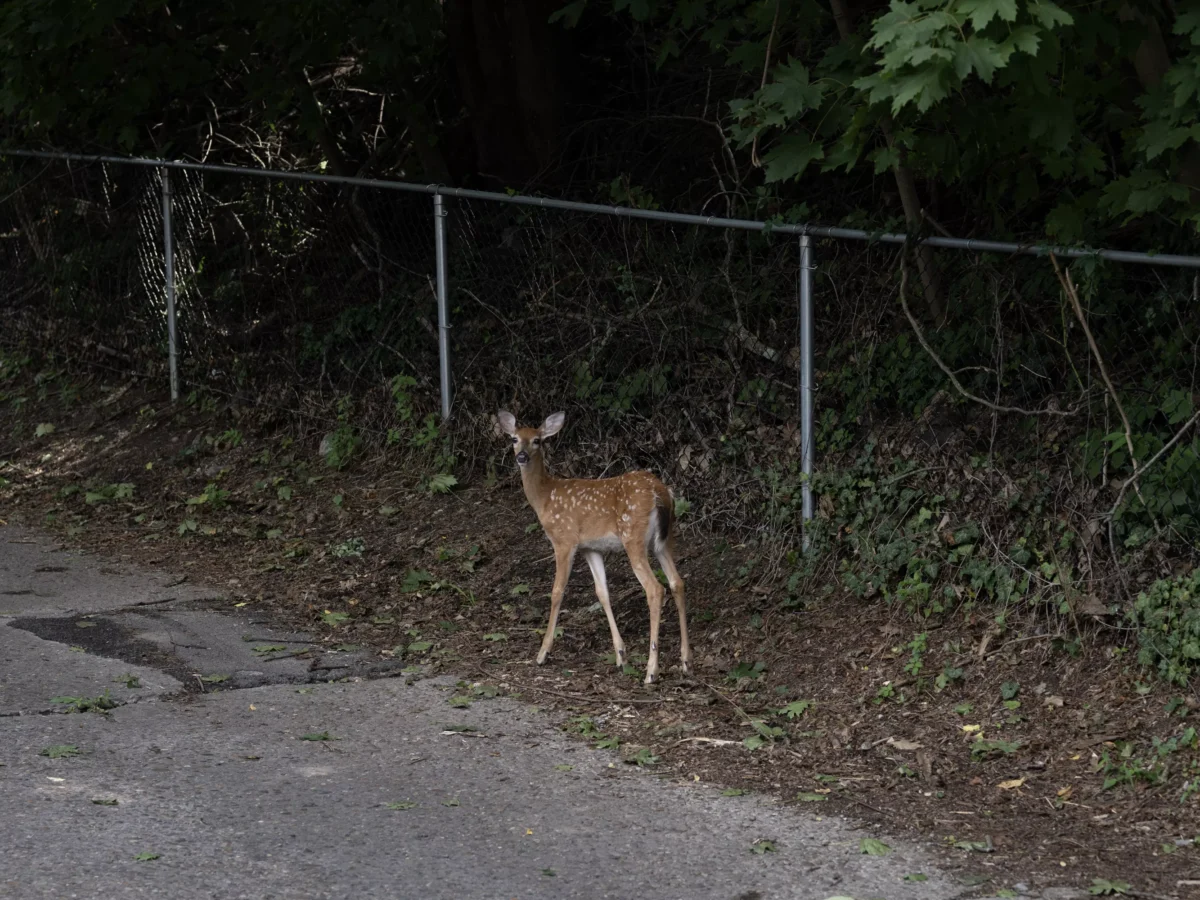 With their natural hunters gone, it falls to humans to handle Pittsburgh’s deer explosion