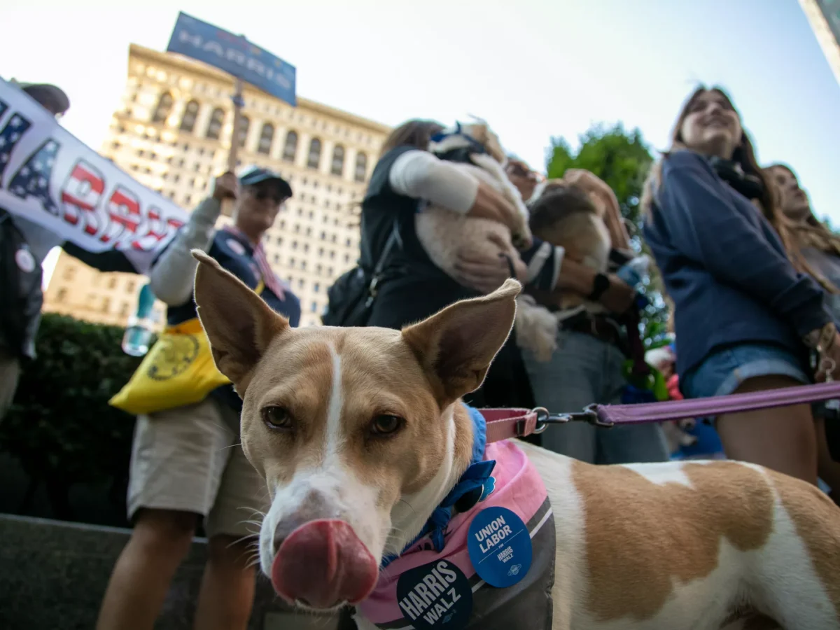 “Dogs for Democracy” marched through Pittsburgh in support of Kamala Harris