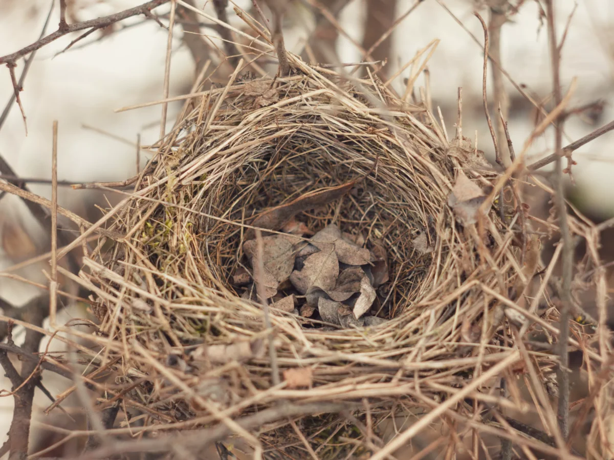 The empty nest doesn’t necessarily feel how you think it will
