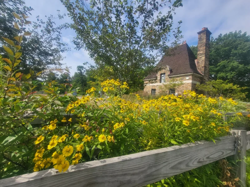 Bright yellow flowers overflow along a wood fence near a high-roofed stone gatehouse