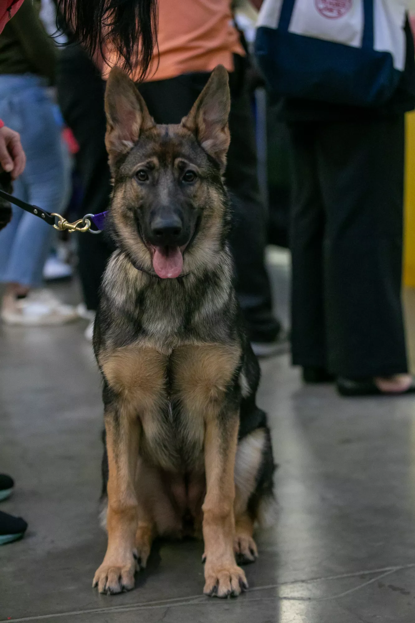 08_-_pgh_pet_expo_2024_by_heather_schor_photography__-4879.webp