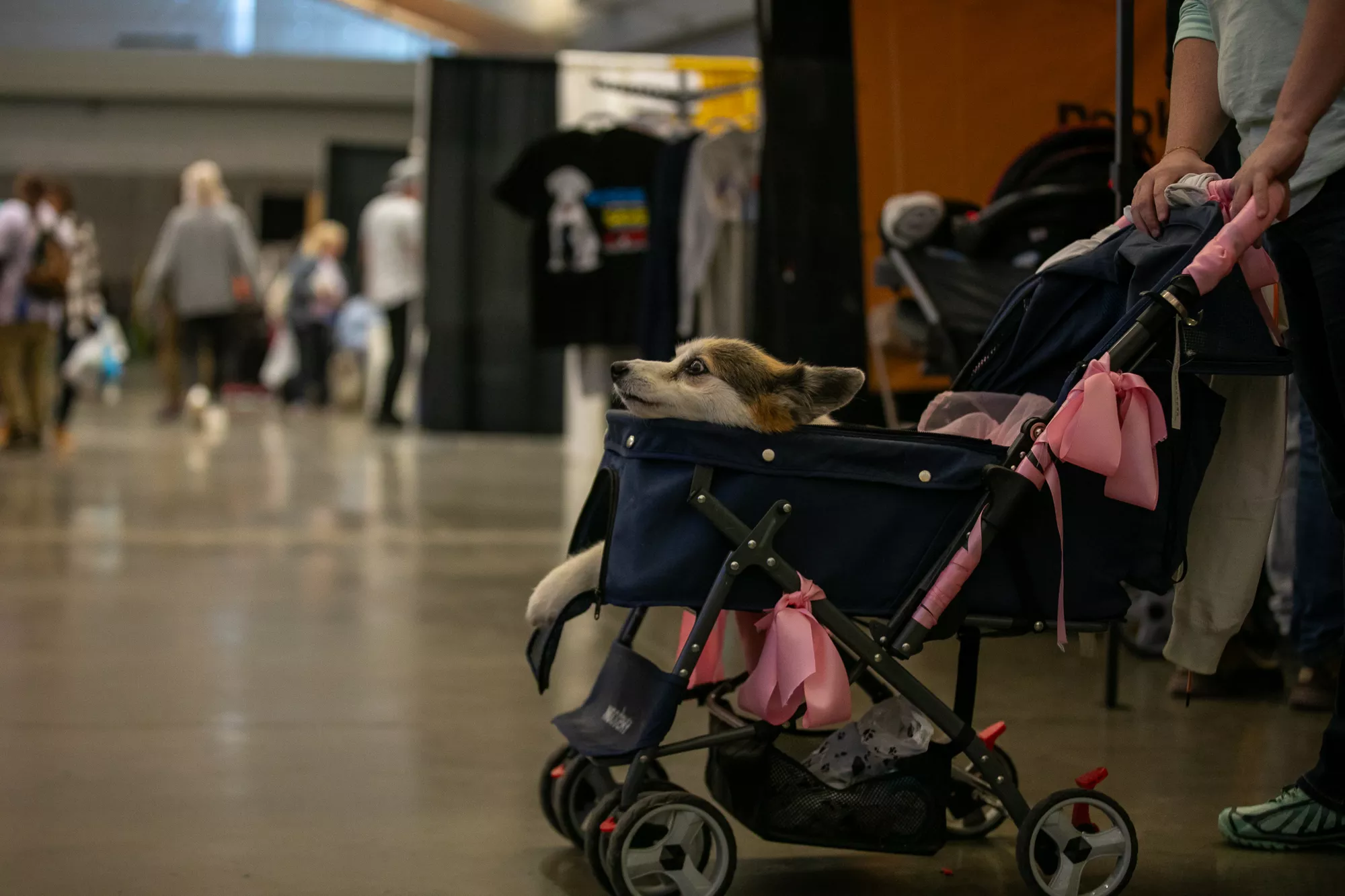 10_-_pgh_pet_expo_2024_by_heather_schor_photography__-4911.webp