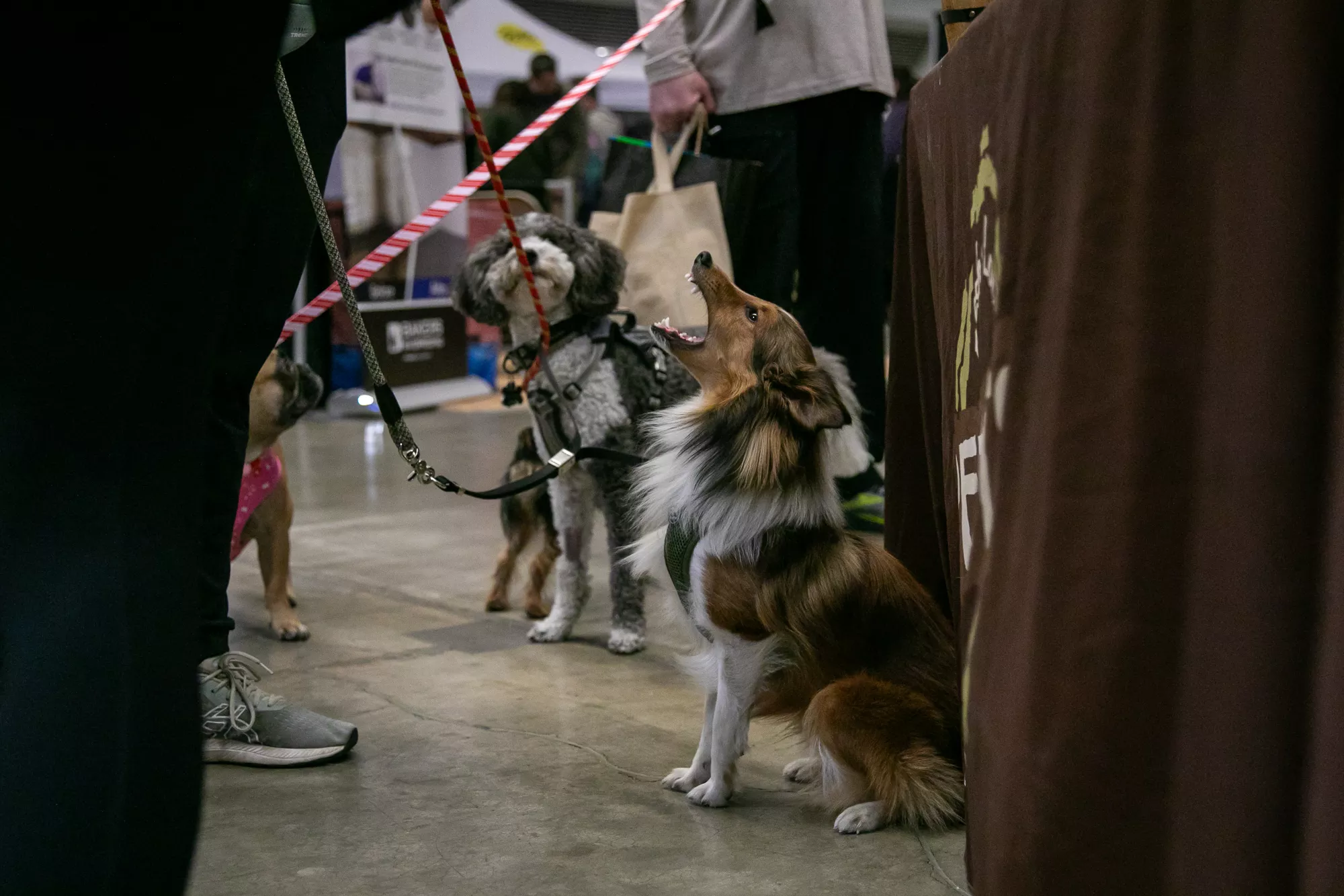 27_-_pgh_pet_expo_2024_by_heather_schor_photography__-5441.webp
