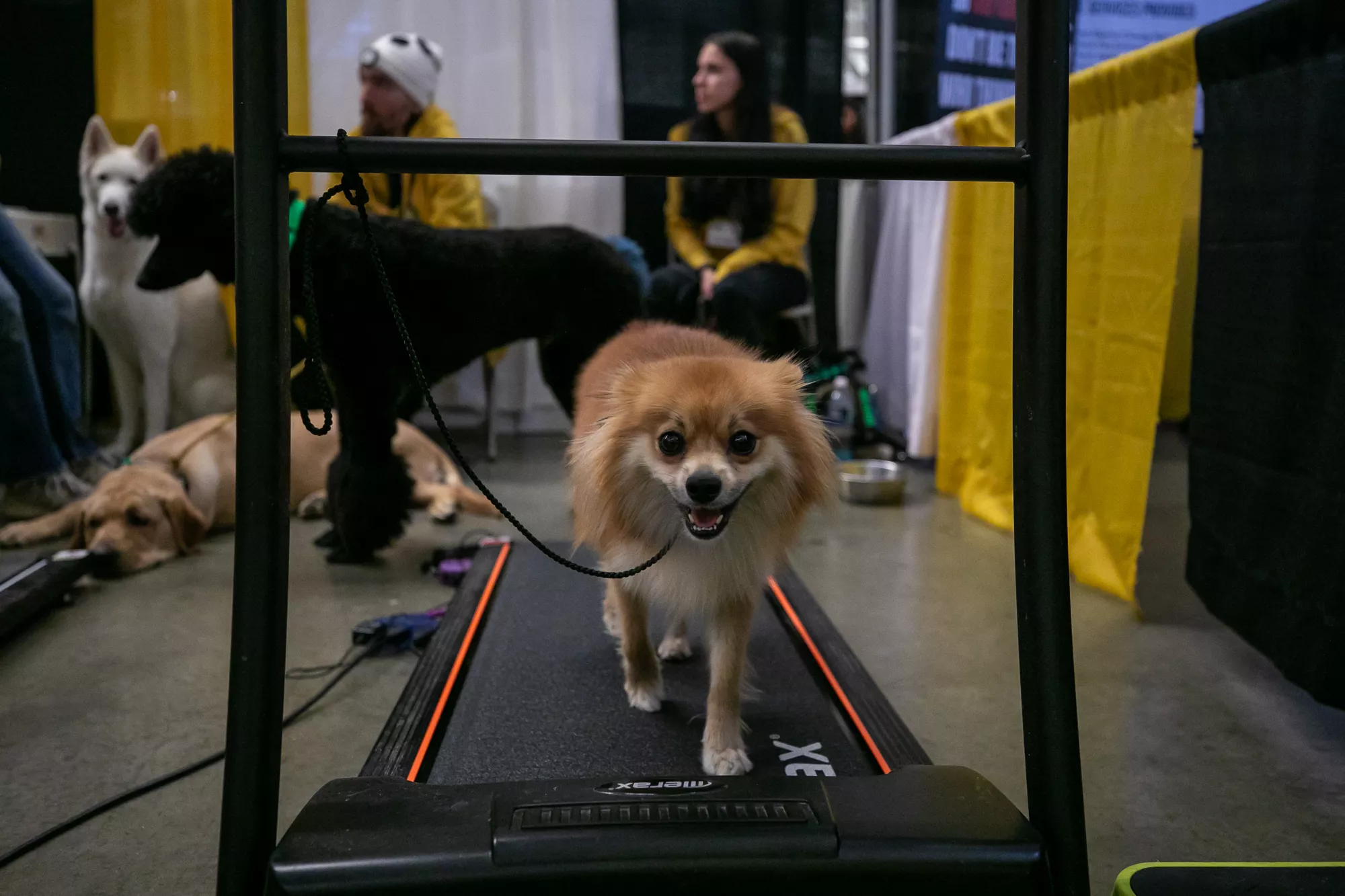 31_-_pgh_pet_expo_2024_by_heather_schor_photography__-5648.webp