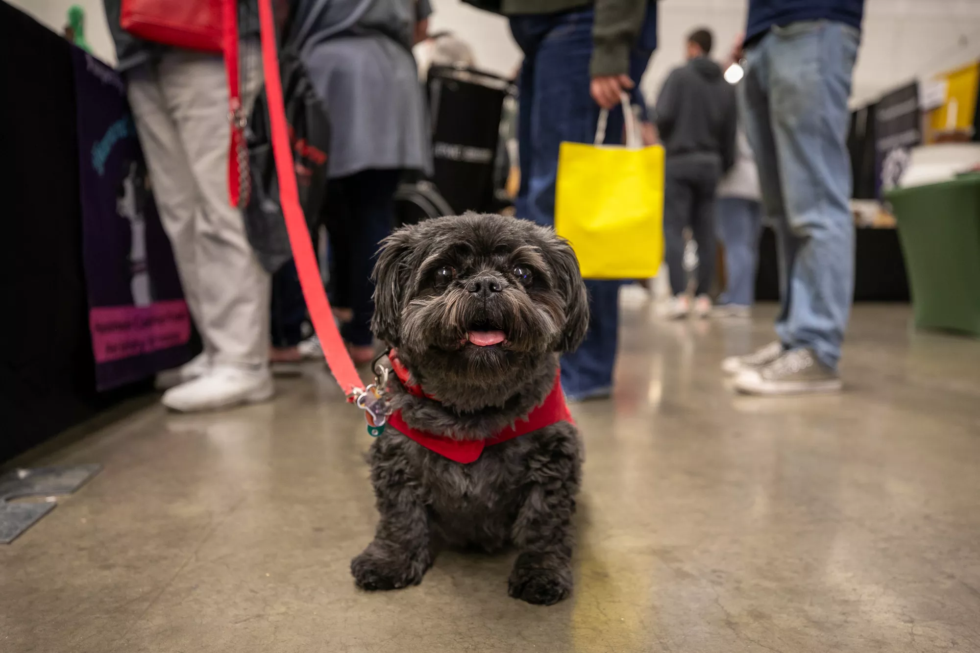 34_-_pgh_pet_expo_2024_by_heather_schor_photography__-5843.webp