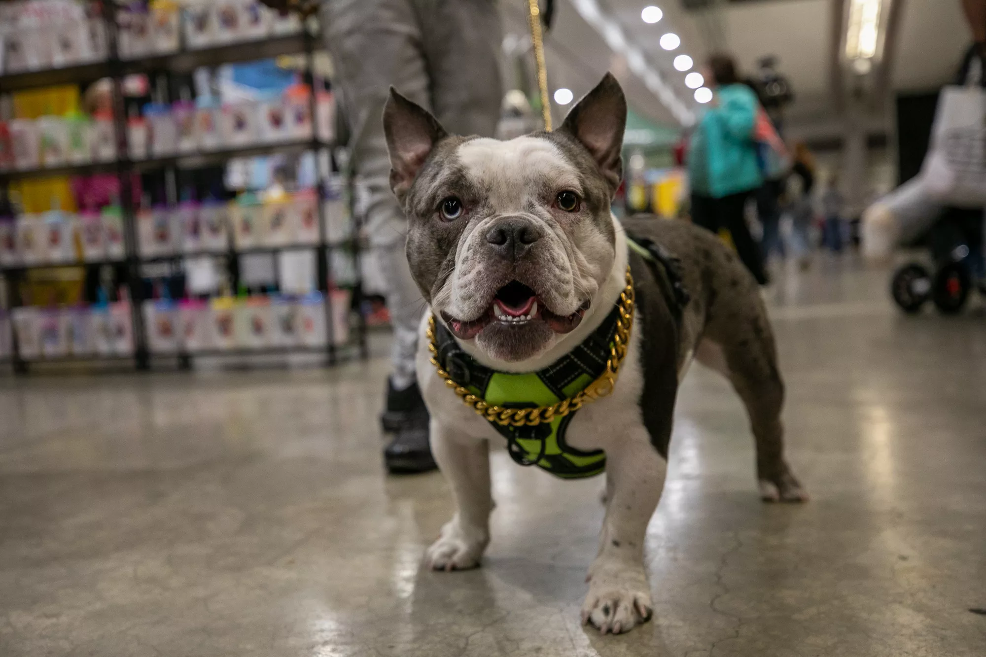 38_-_pgh_pet_expo_2024_by_heather_schor_photography__-5947.webp