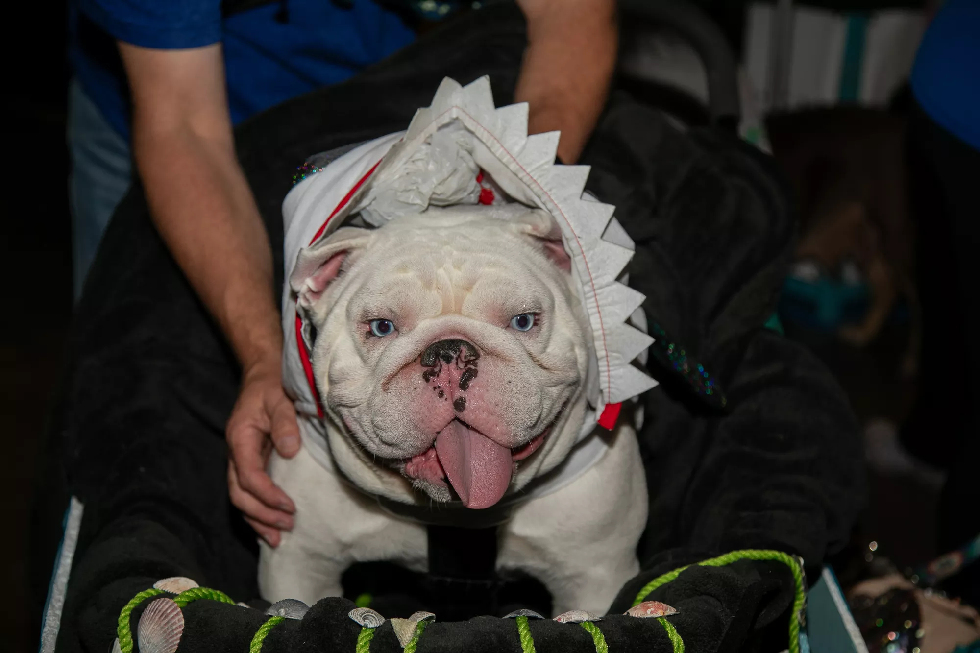 50_-_pgh_pet_expo_2024_by_heather_schor_photography__-6241.webp