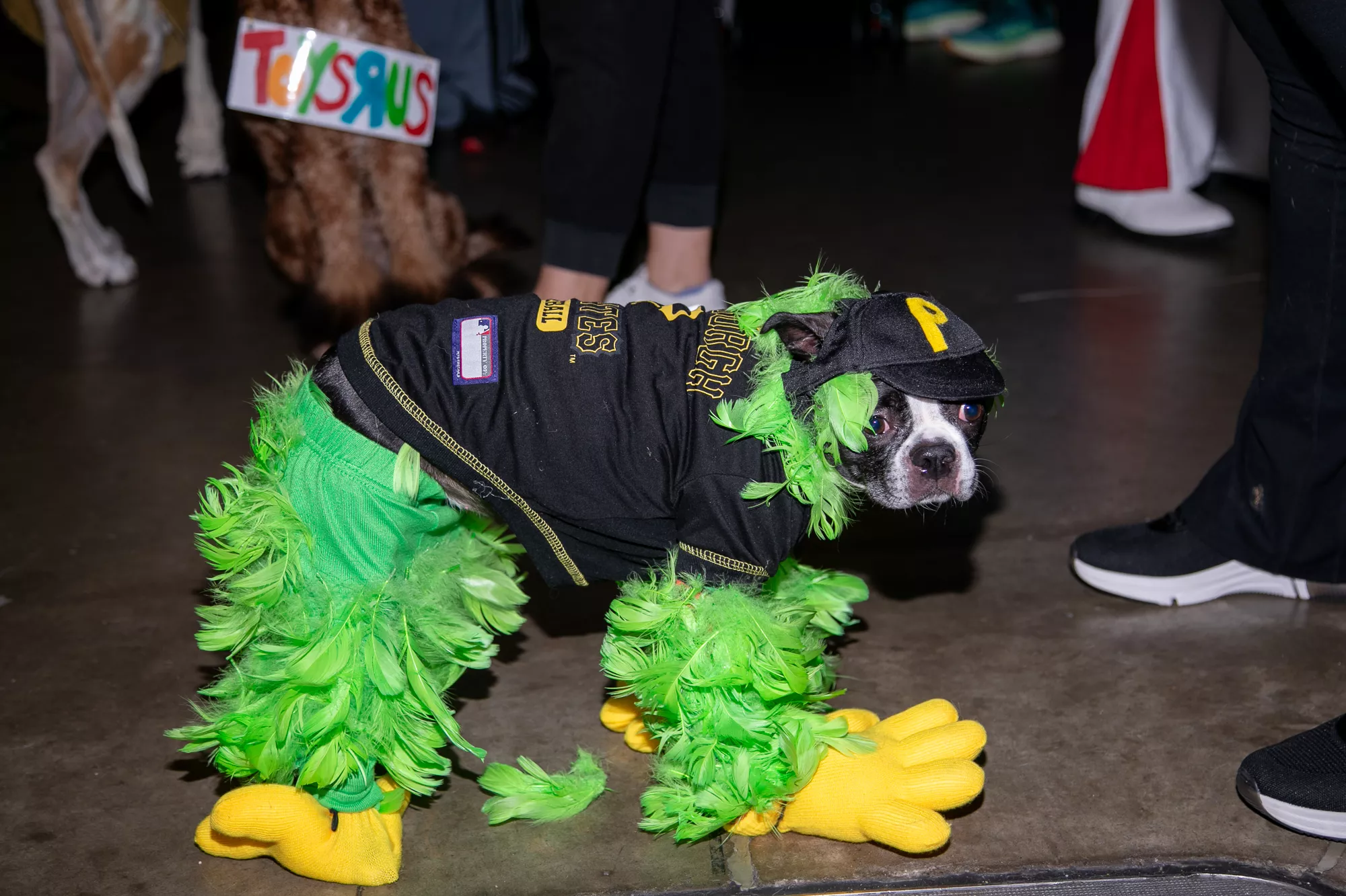 56_-_pgh_pet_expo_2024_by_heather_schor_photography__-6258.webp