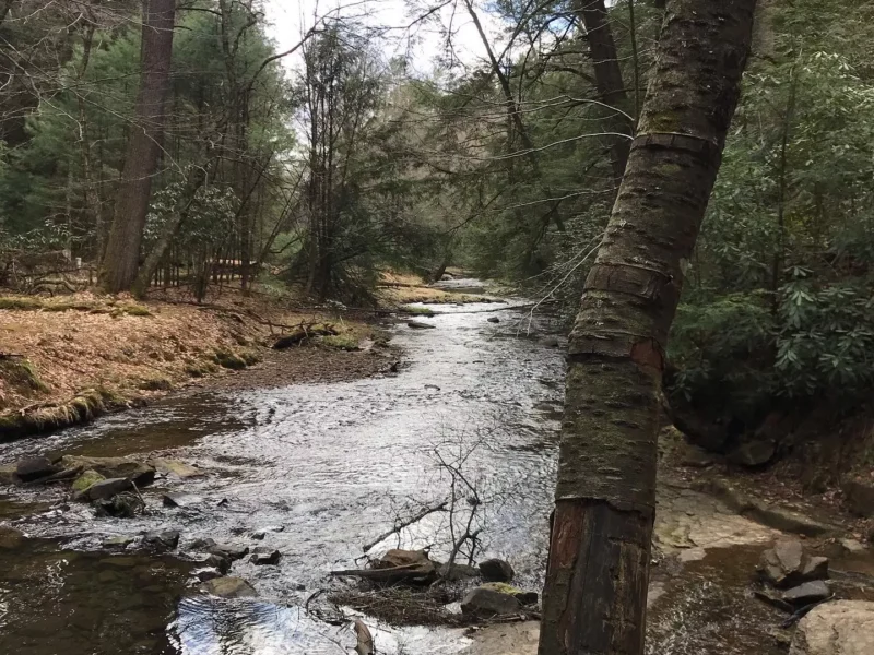 A shallow creek flows among large coniferous trees