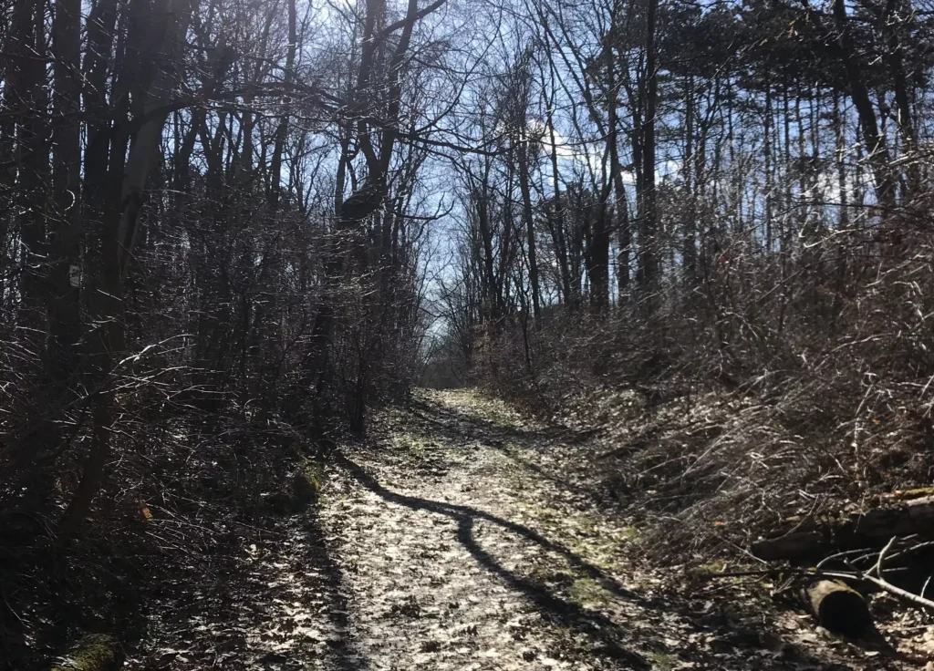 A trail carpeted in dead leaves surrounded by trees dormant for the winter