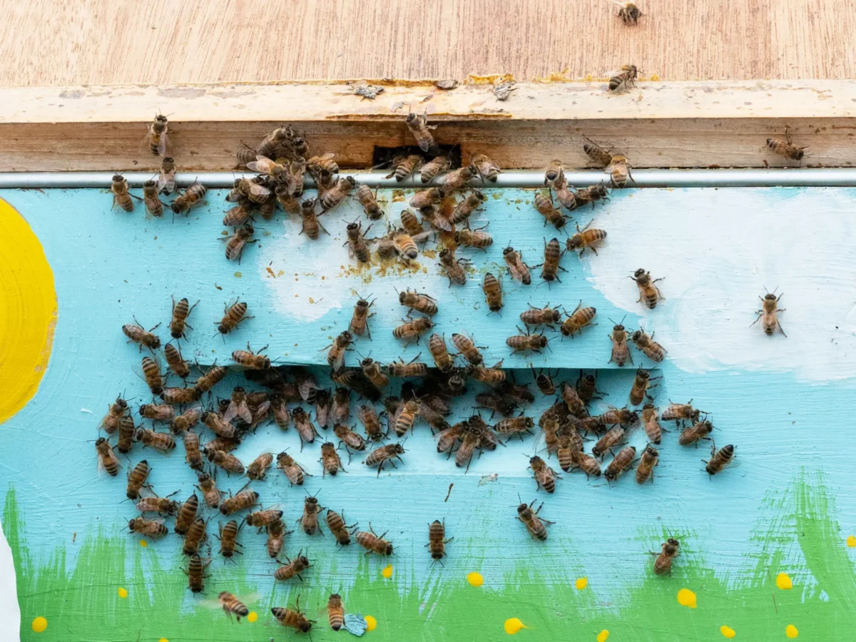 Homewood locals find self-sufficiency and health benefits in beekeeping