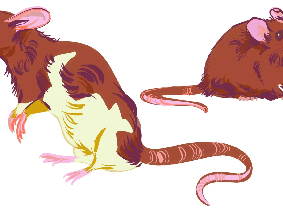 In spite of pest-control programs, Pittsburgh’s rat problem remains stubborn