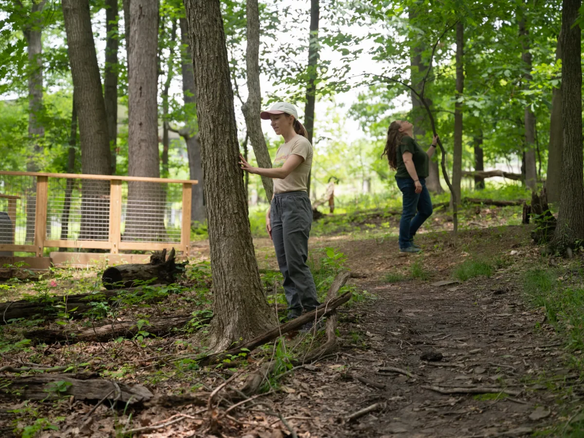 Forest bathing is almost absurdly simple — and it works
