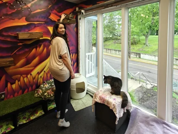 At Whisker Wonderland, a cat rescue wrapped in rainbows