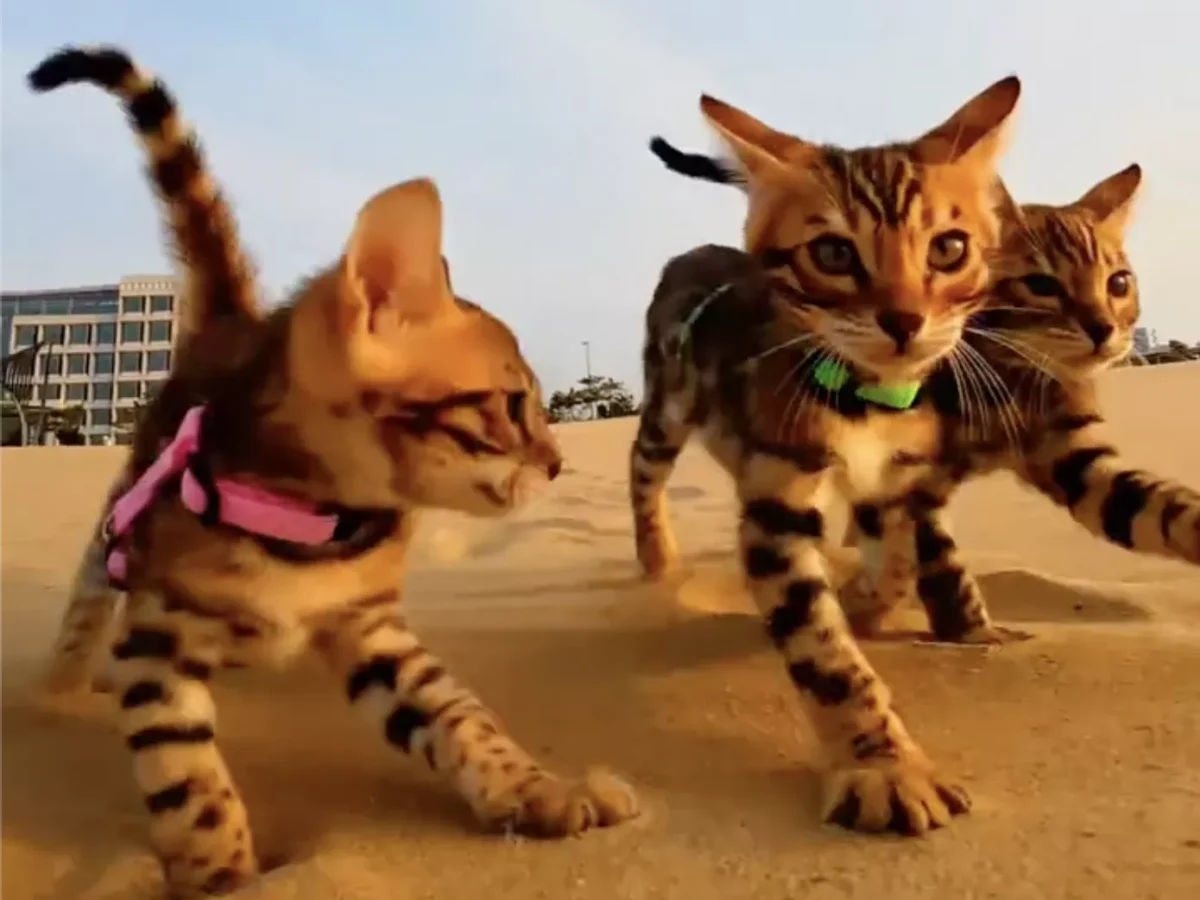 Pittsburgh’s top events: Thu., July 31-Wed., Aug. 6