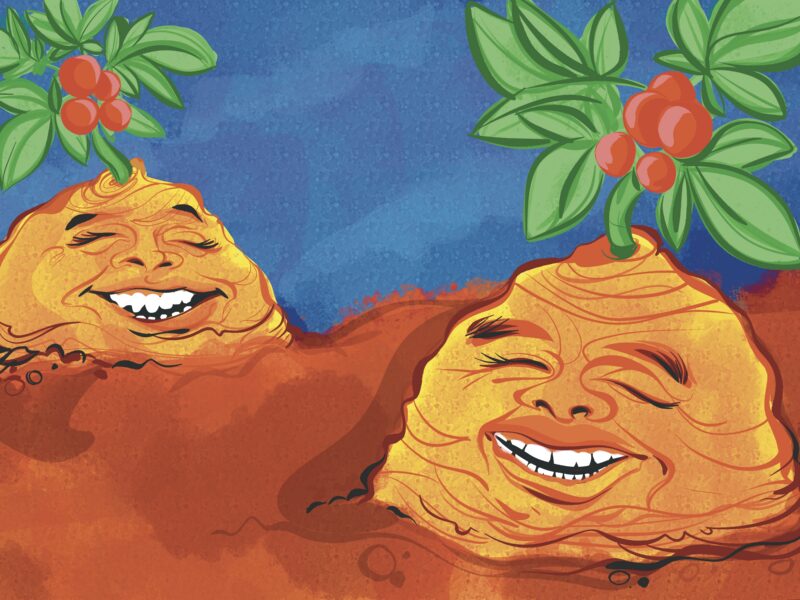 Anthropomorphic ginseng roots grinning