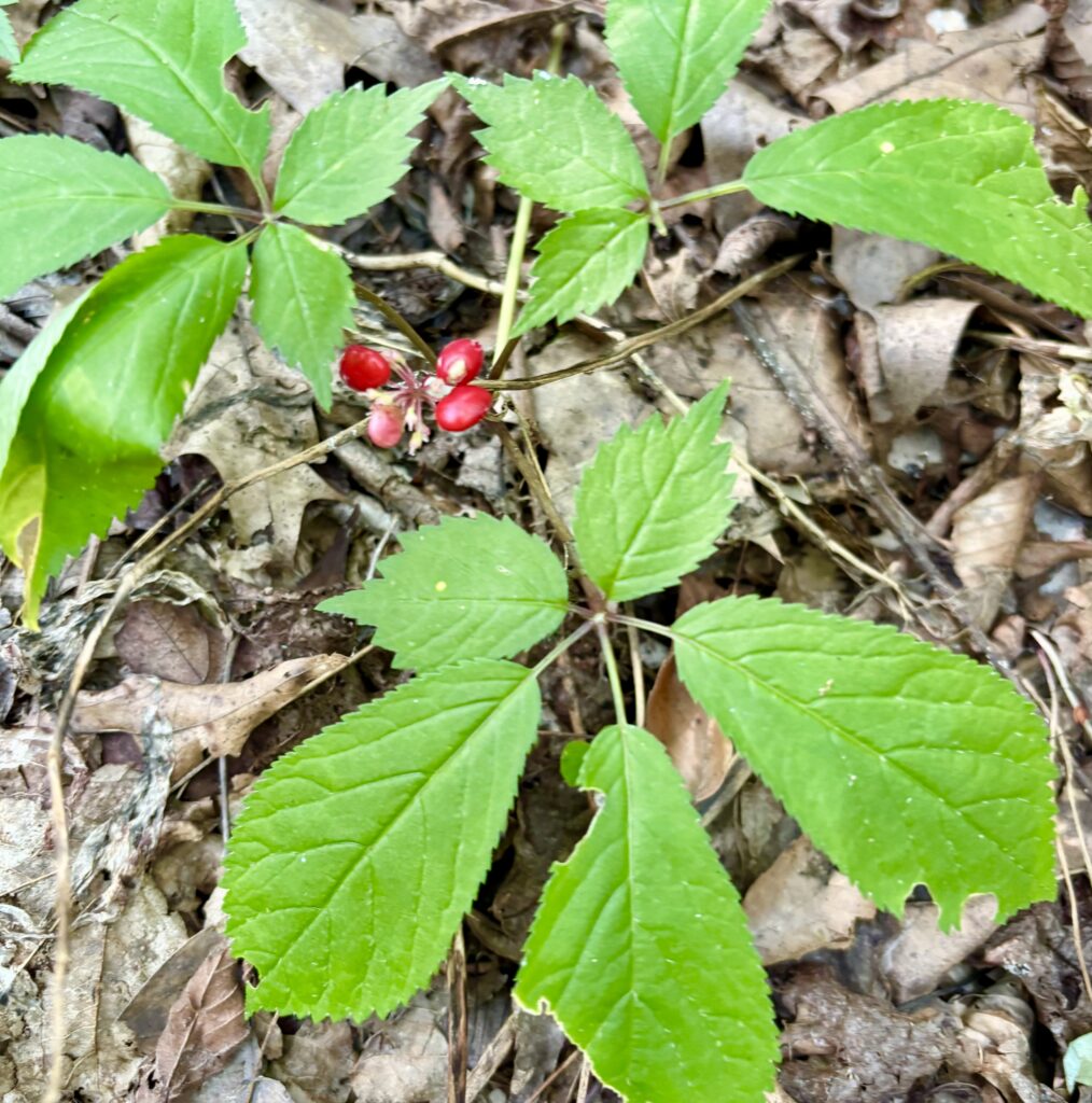 The five-pointed leaves and bright red berries of a ginseng plant growing close to the forest floor