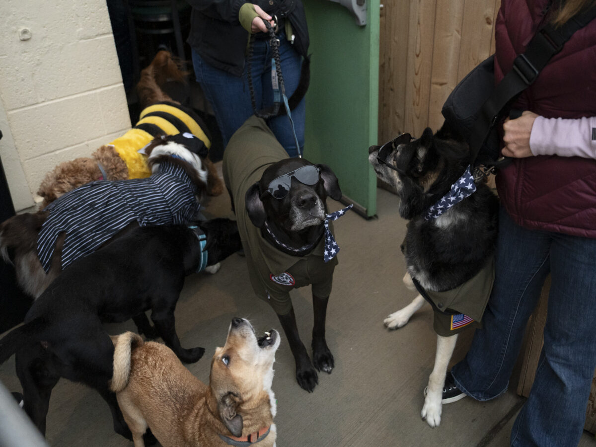 The Dog Penn hosts inaugural Howl-O-Ween parade