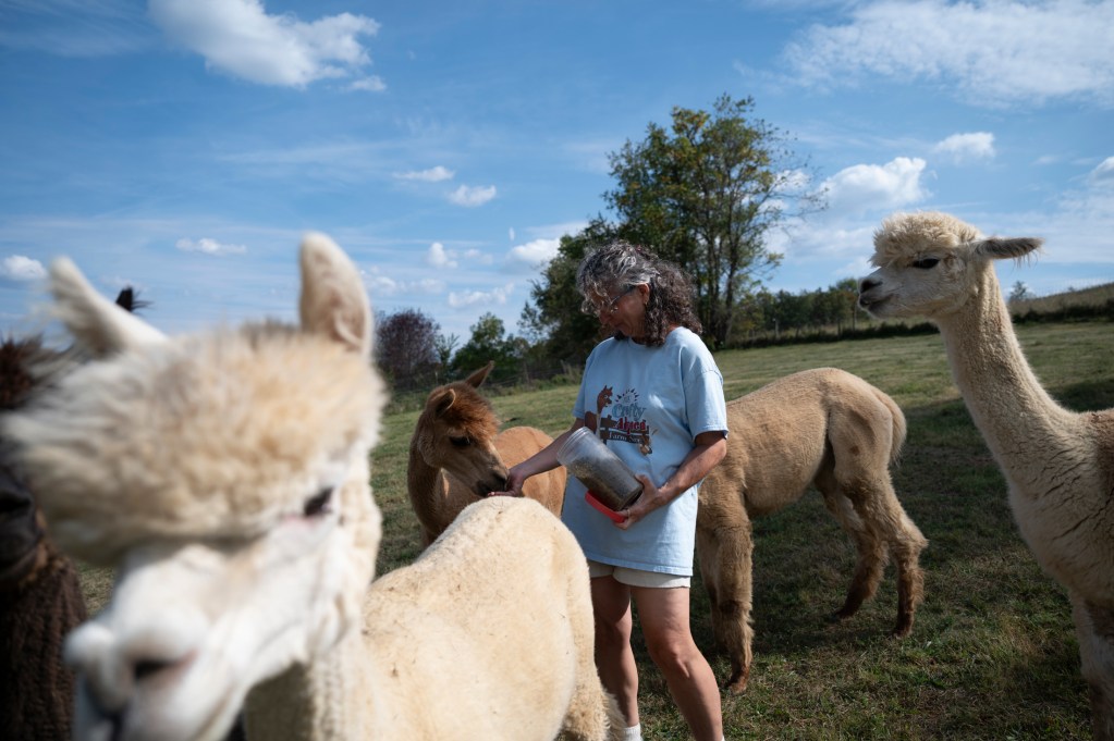 The Crafty Alpaca farm in Avella spins fleece into treasures and
