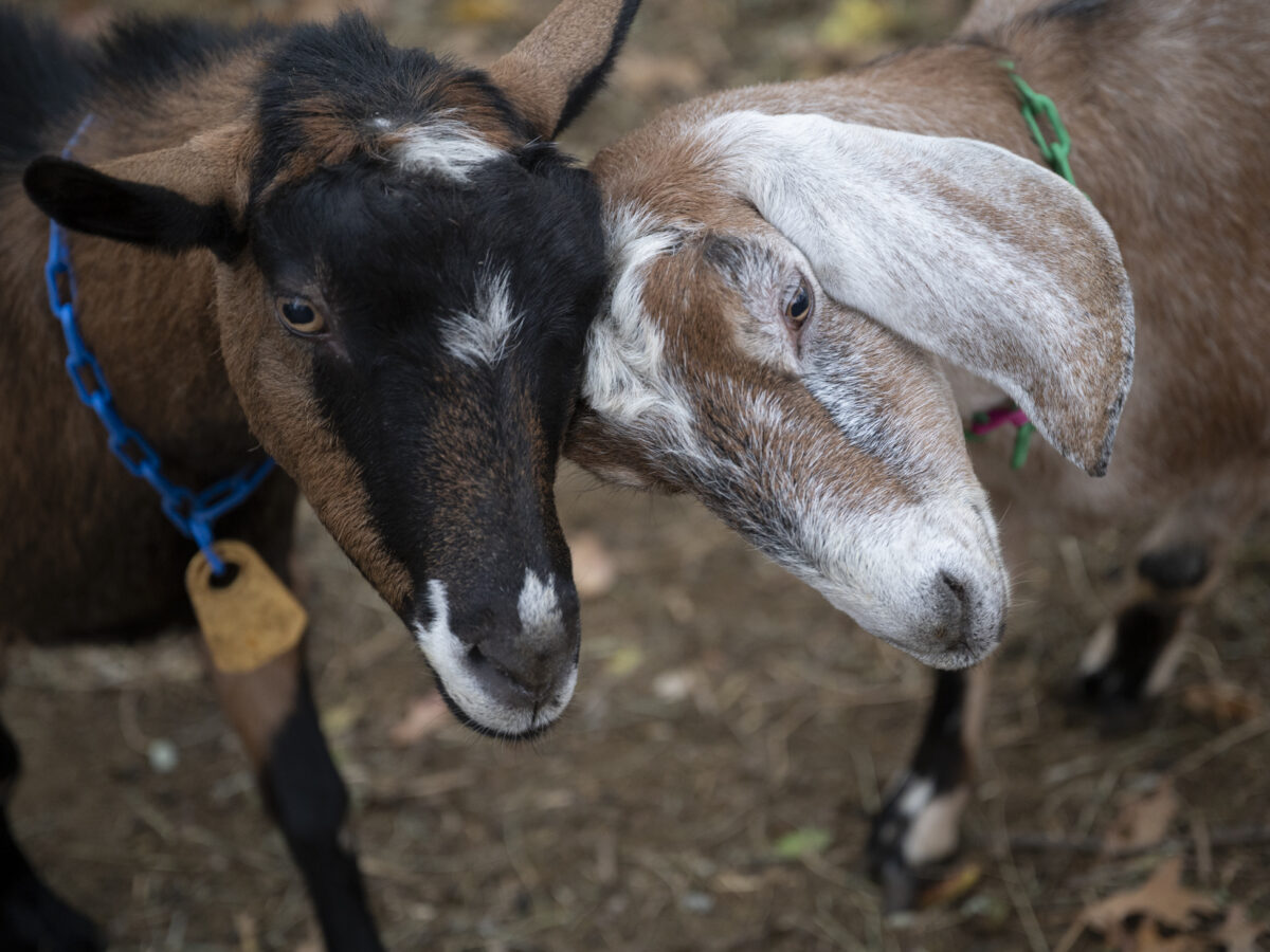 Without public support, Allegheny GoatScape faces a cold winter
