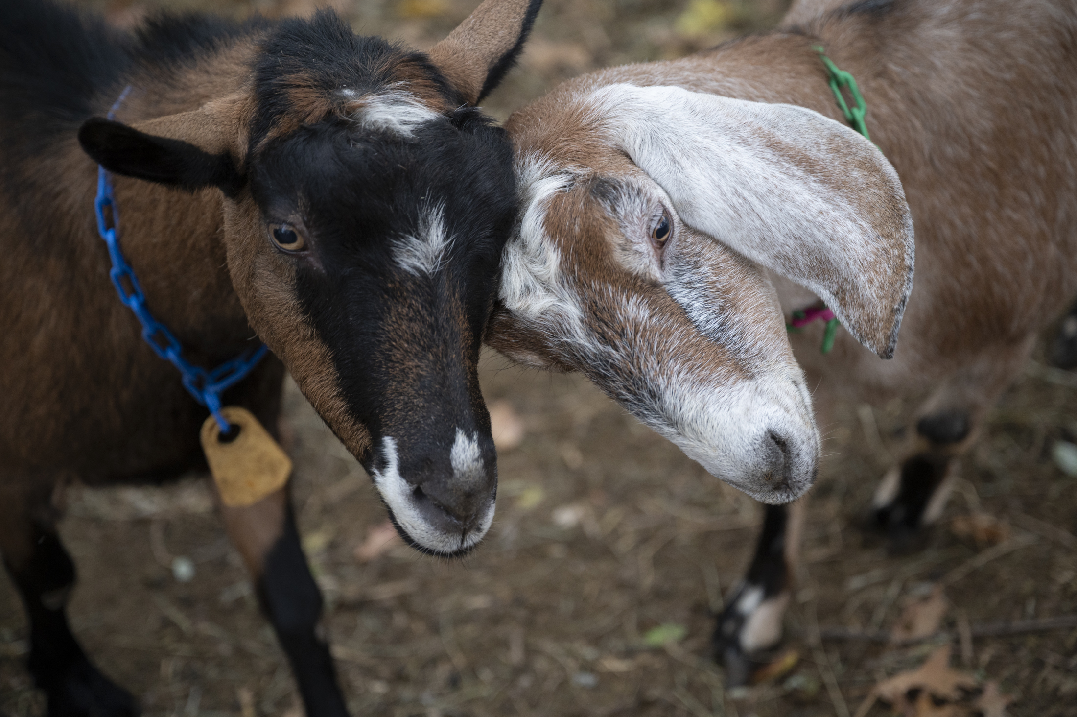 Without public support, Allegheny GoatScape faces a cold winter