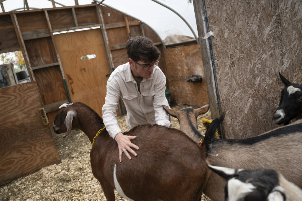 A person with short hair and glasses pets several goats in a wood chip-filled stall