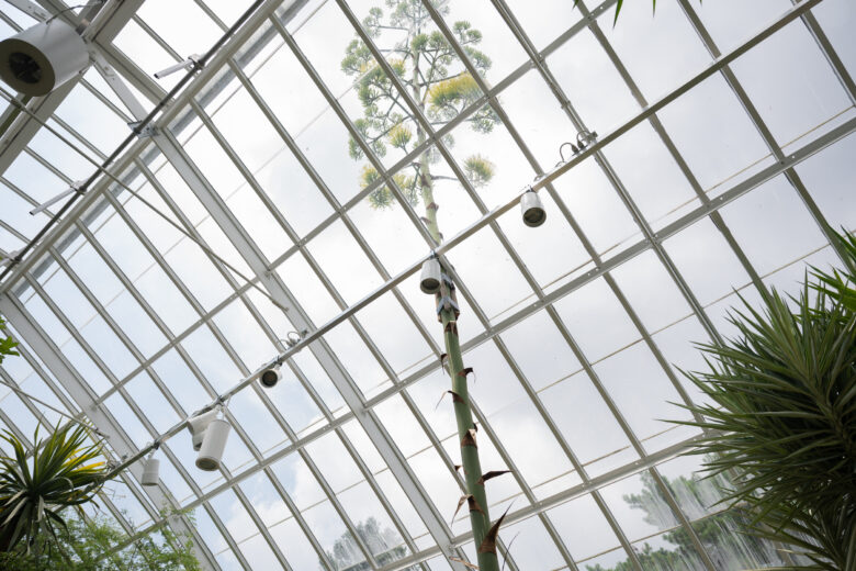 Phipps’ towering century plant has seen a lifetime of changes to Pittsburgh’s environment
