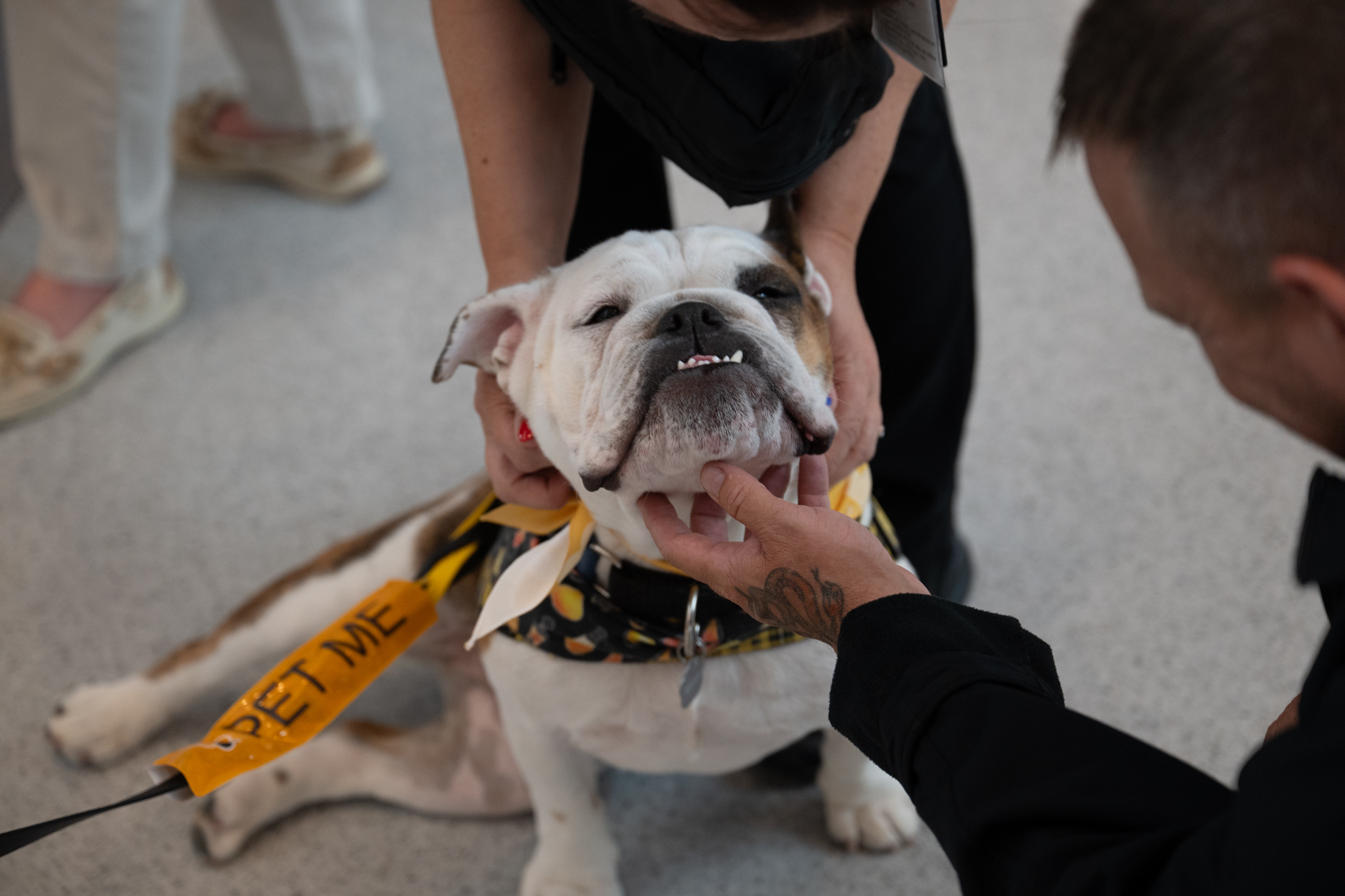 Therapy dogs bring comfort and wags to weary travelers at Pittsburgh International Airport